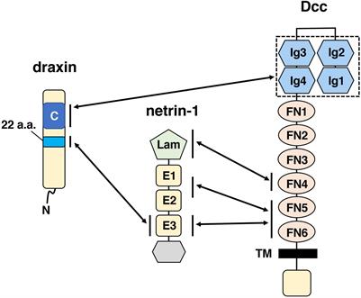 Multiple Functions of Draxin/Netrin-1 Signaling in the Development of Neural Circuits in the Spinal Cord and the Brain